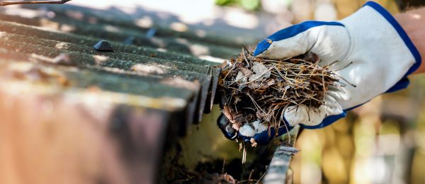 Pine Needle Gutter Cleaning in Iowa City